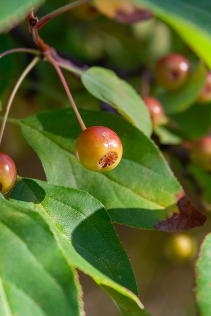 競技水平推 競技水平推